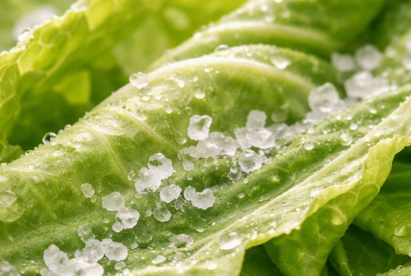 Debunking the Salt Myth: Is the Sodium in Kimchi Bad for You?